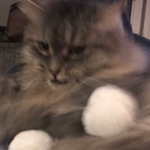 Meet your Posher, Bettina